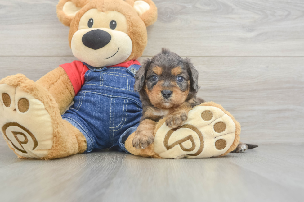 6 week old Cavapoo Puppy For Sale - Seaside Pups