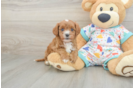 Cavapoo Pup Being Cute