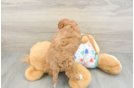 Best Cavapoo Baby