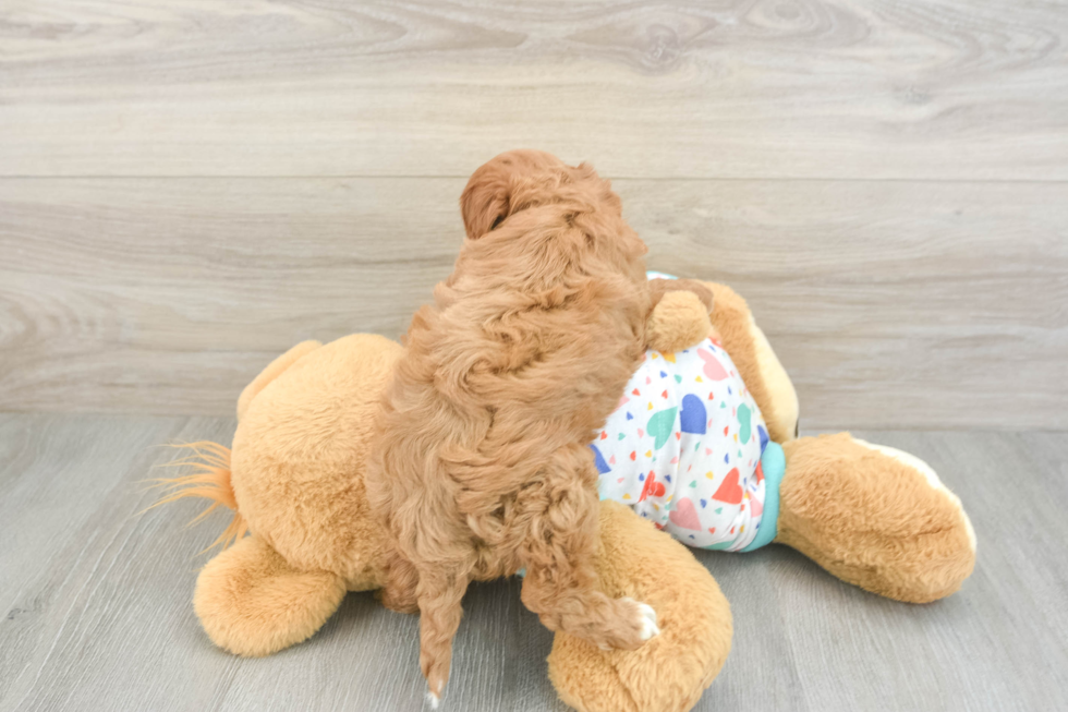 Best Cavapoo Baby