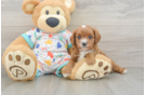 Cavapoo Pup Being Cute
