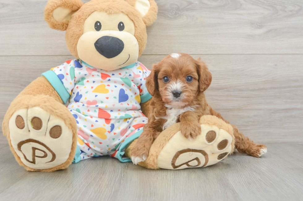 5 week old Cavapoo Puppy For Sale - Seaside Pups