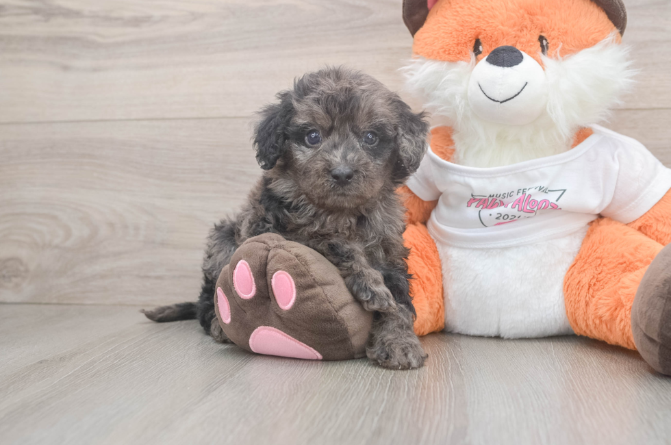 5 week old Cavapoo Puppy For Sale - Seaside Pups