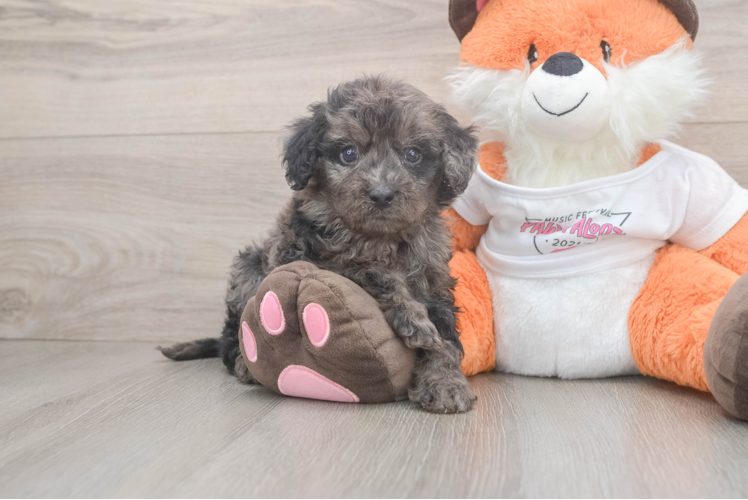 Meet Monkey - our Cavapoo Puppy Photo  1/3 - Seaside Pups Cavapoo Puppy for Adoption