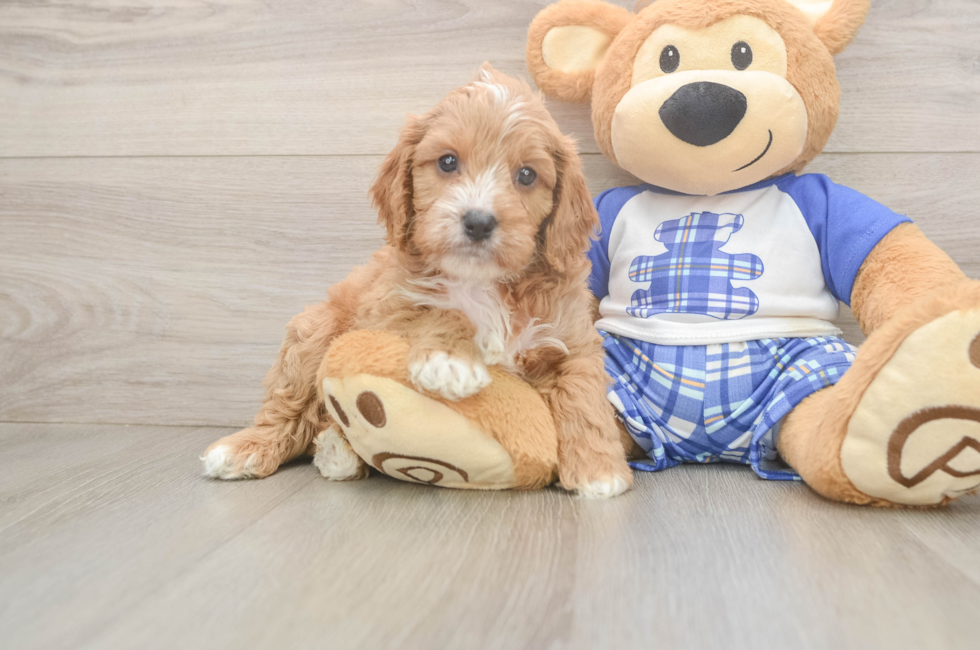 5 week old Cavapoo Puppy For Sale - Seaside Pups