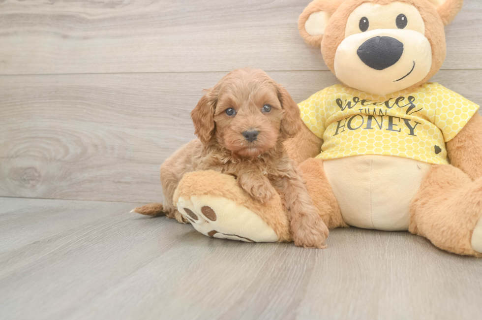 5 week old Cavapoo Puppy For Sale - Seaside Pups