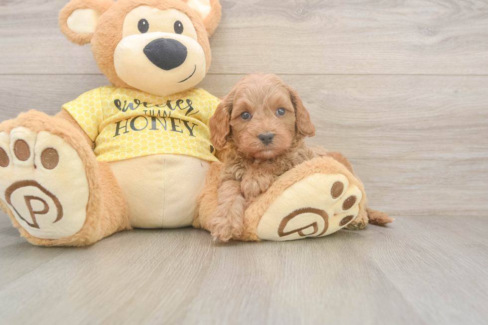Cavapoo Pup Being Cute