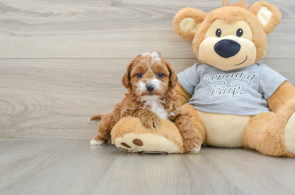 6 week old Cavapoo Puppy For Sale - Seaside Pups