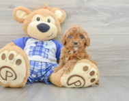 8 week old Cavapoo Puppy For Sale - Seaside Pups