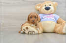 Cavapoo Pup Being Cute
