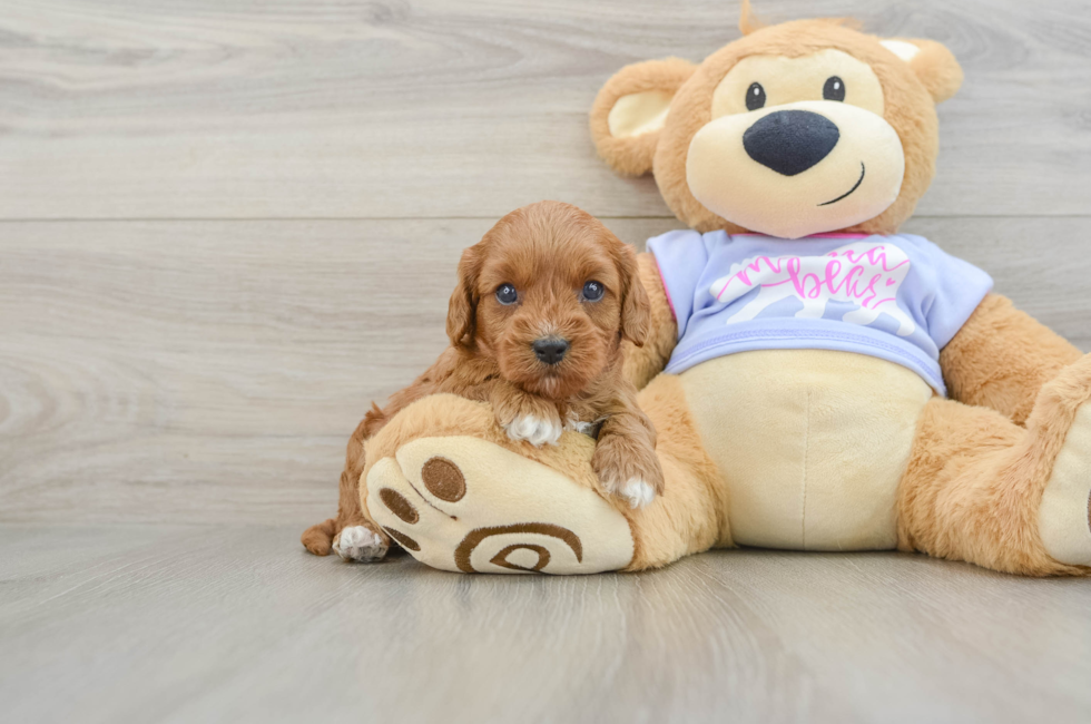 5 week old Cavapoo Puppy For Sale - Seaside Pups