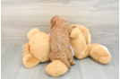 Cavapoo Pup Being Cute