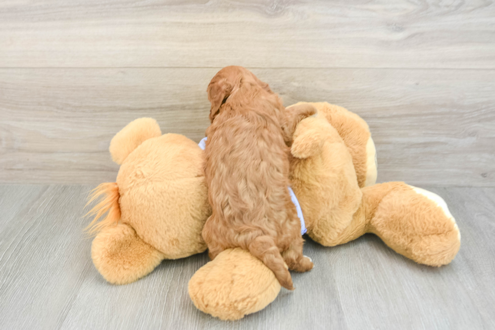 Cavapoo Pup Being Cute