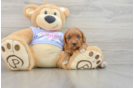 Popular Cavapoo Poodle Mix Pup