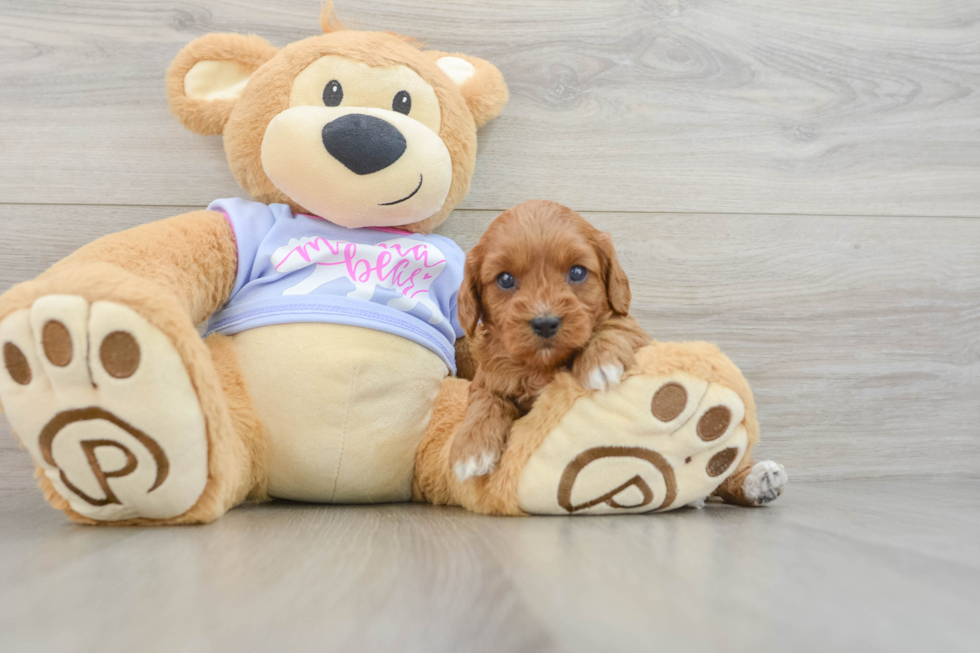 Popular Cavapoo Poodle Mix Pup