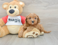 9 week old Cavapoo Puppy For Sale - Seaside Pups