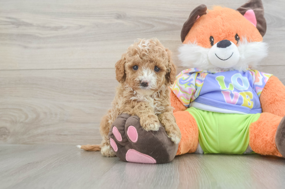 5 week old Cavapoo Puppy For Sale - Seaside Pups