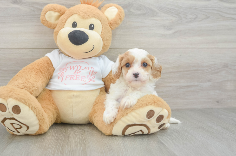 5 week old Cavapoo Puppy For Sale - Seaside Pups