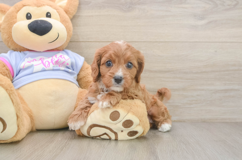 6 week old Cavapoo Puppy For Sale - Seaside Pups