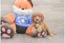 Happy Cavapoo Baby