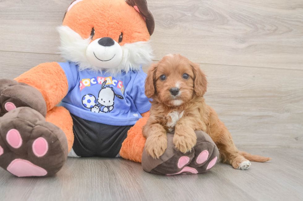 5 week old Cavapoo Puppy For Sale - Seaside Pups