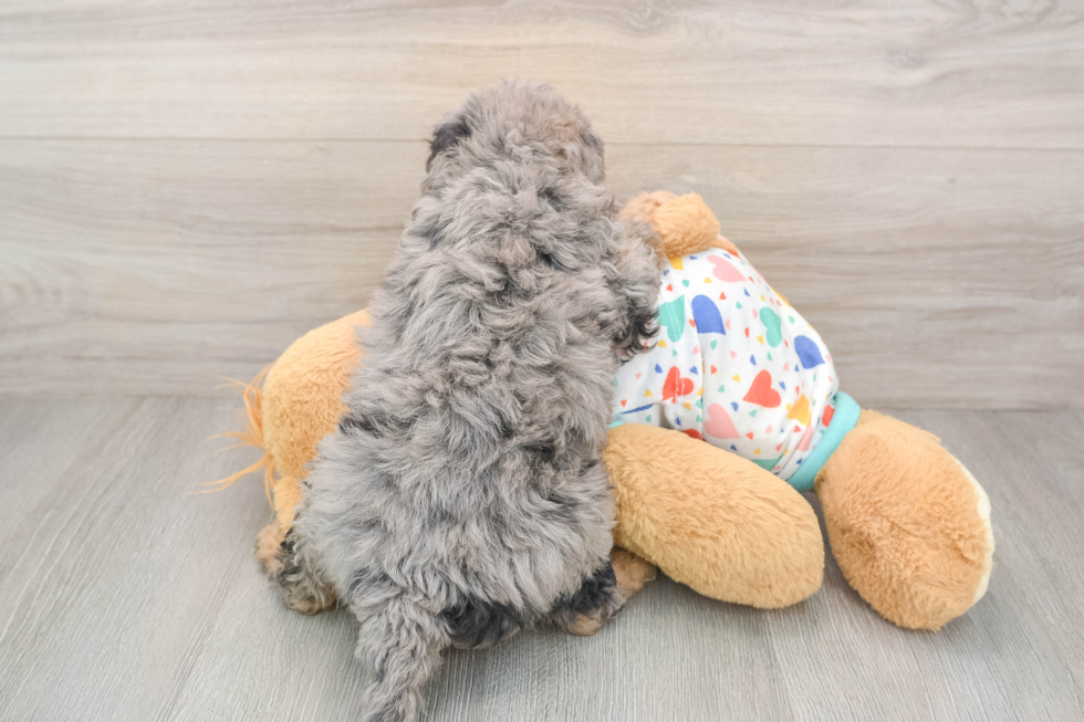 Adorable Cavalier King Charles Spaniel and Poodle Mix Poodle Mix Puppy