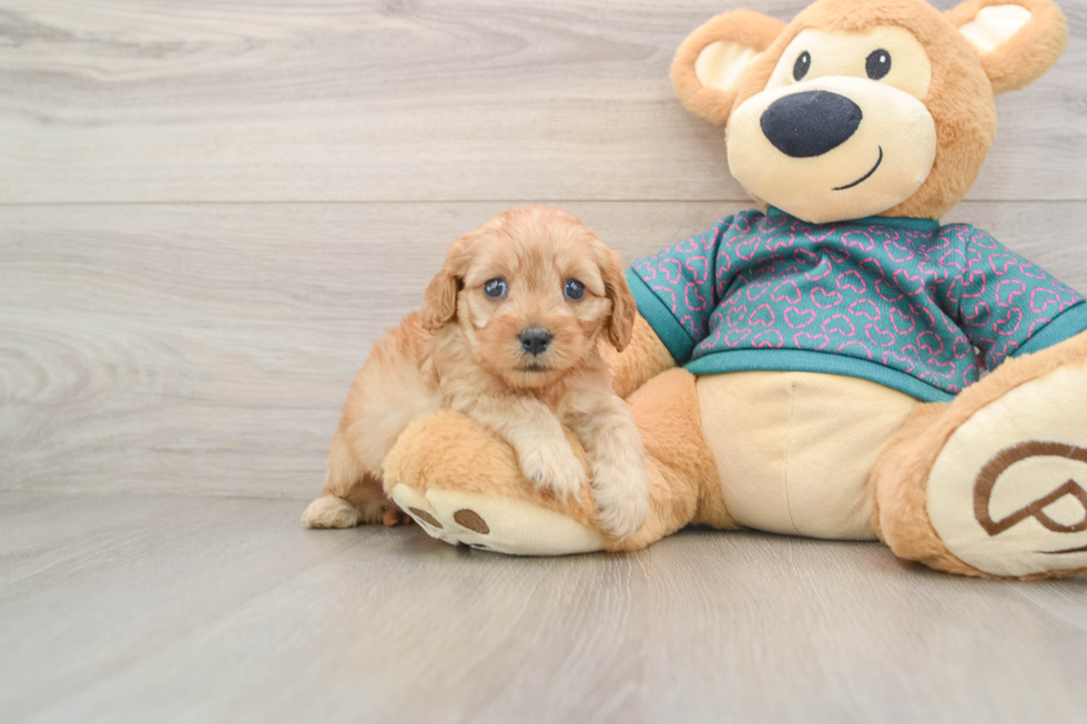 Best Cavapoo Baby
