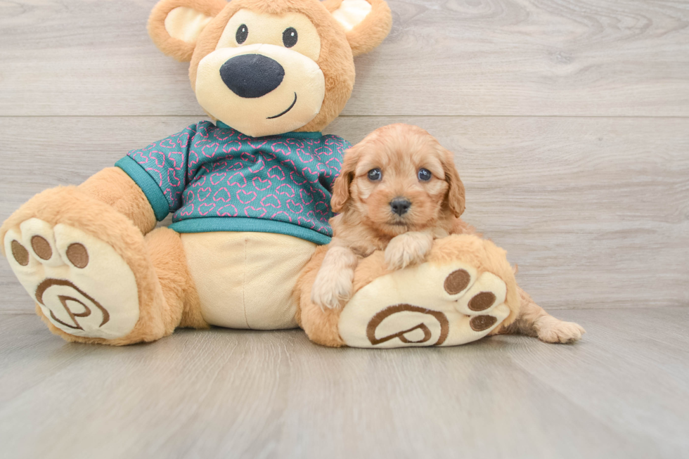 Fluffy Cavapoo Poodle Mix Pup