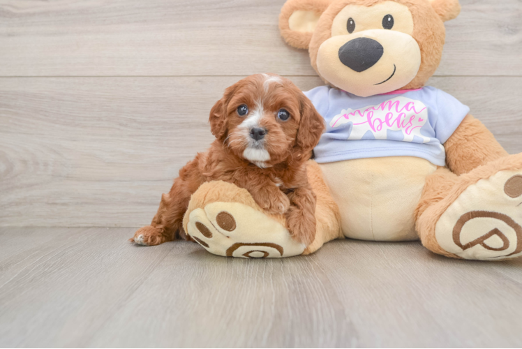 Playful Cavapoodle Poodle Mix Puppy