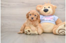 Cavapoo Puppy for Adoption