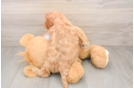 Cute Cavapoo Baby