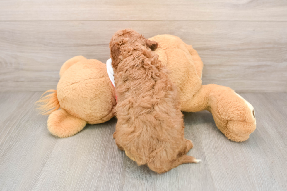 Happy Cavapoo Baby