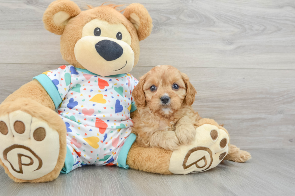 7 week old Cavapoo Puppy For Sale - Seaside Pups