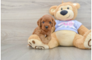 Cavapoo Pup Being Cute