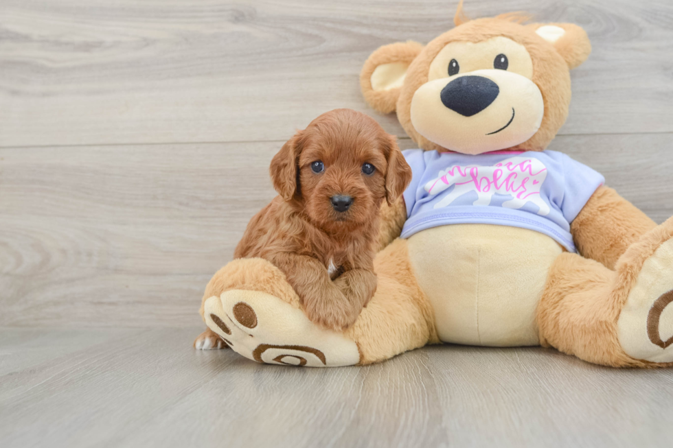 Cavapoo Pup Being Cute
