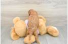 Cavapoo Puppy for Adoption