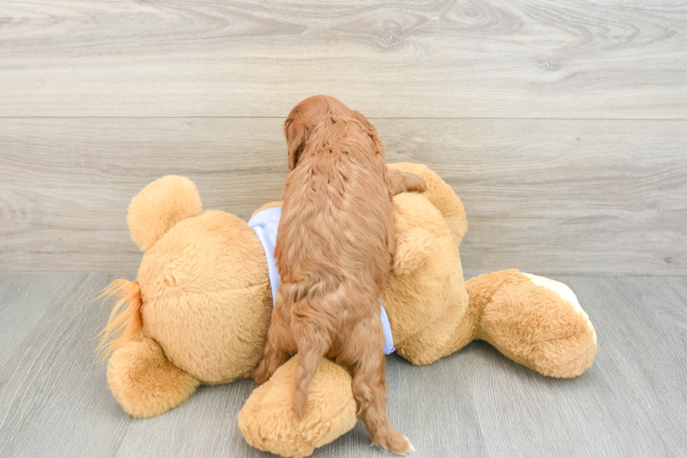 Cavapoo Puppy for Adoption