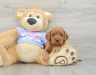 7 week old Cavapoo Puppy For Sale - Seaside Pups