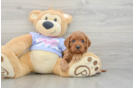 Smart Cavapoo Poodle Mix Pup