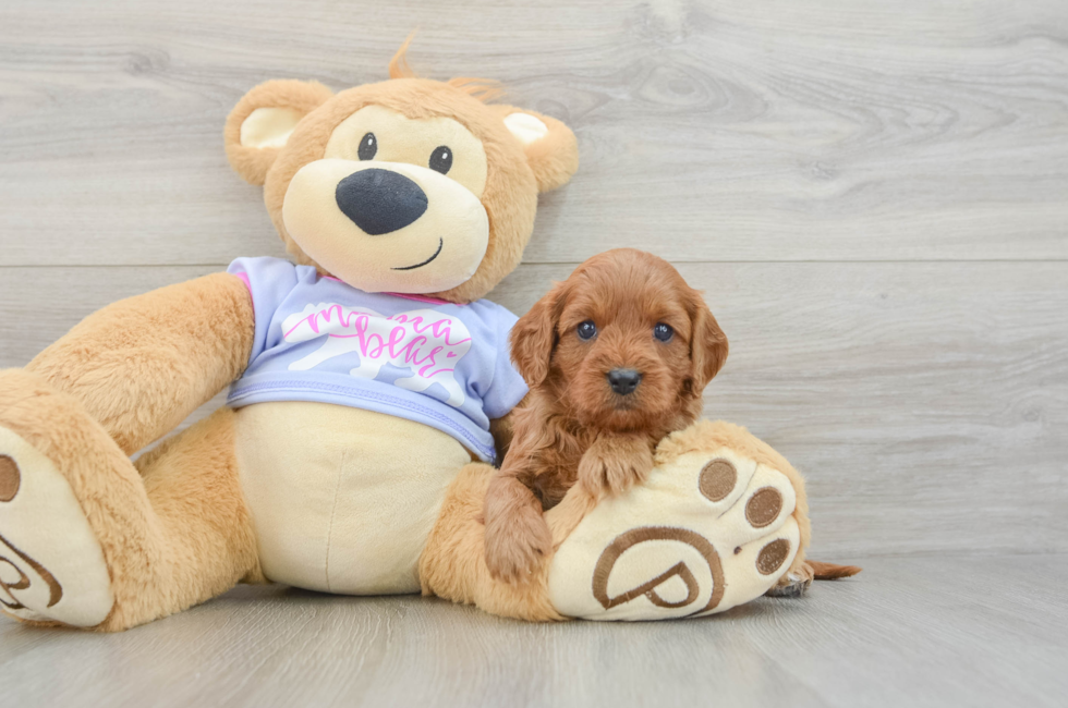 5 week old Cavapoo Puppy For Sale - Seaside Pups