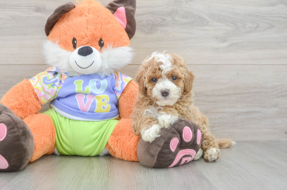 5 week old Cavapoo Puppy For Sale - Seaside Pups