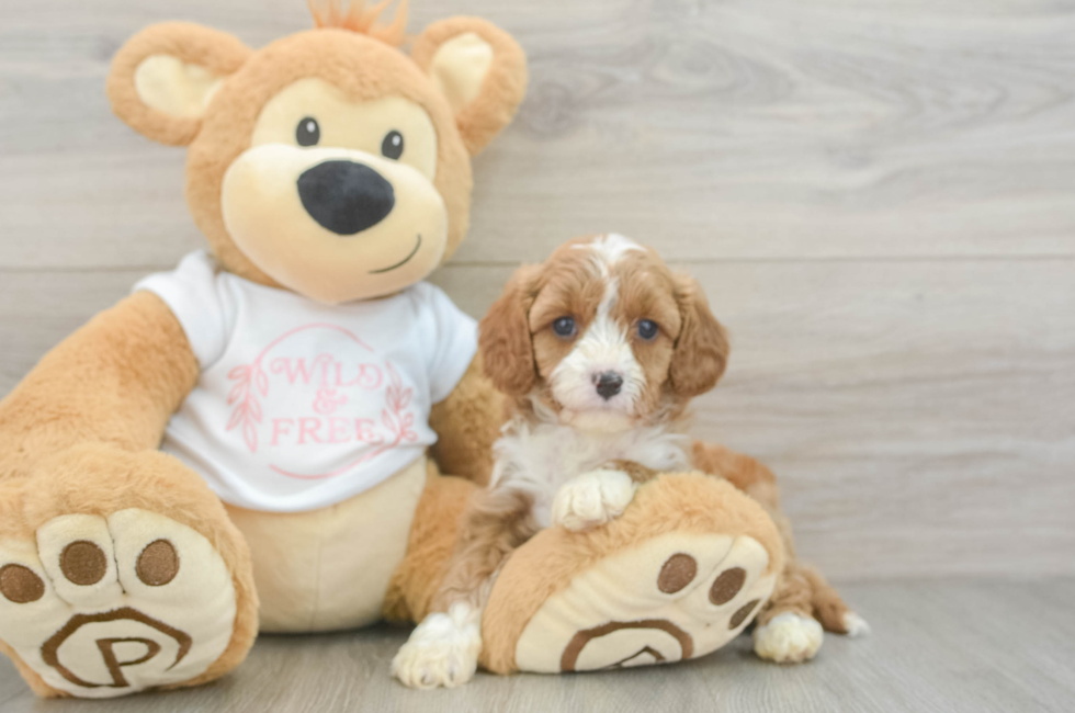 5 week old Cavapoo Puppy For Sale - Seaside Pups