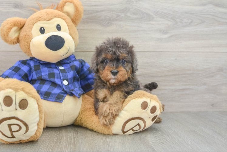 Cavapoo Puppy for Adoption