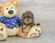 8 week old Cavapoo Puppy For Sale - Seaside Pups