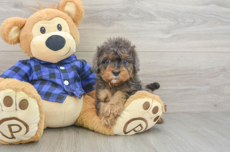 5 week old Cavapoo Puppy For Sale - Seaside Pups