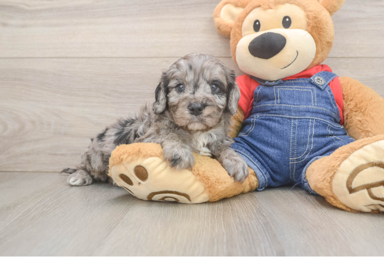 Best Cavapoo Baby
