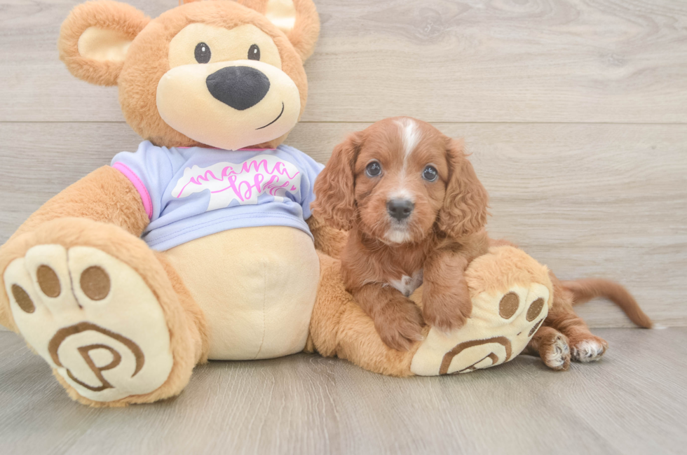 6 week old Cavapoo Puppy For Sale - Seaside Pups