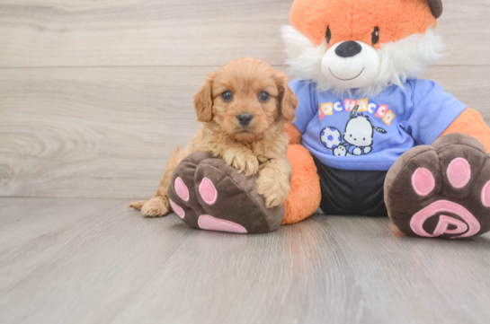 Cavapoo Puppy for Adoption