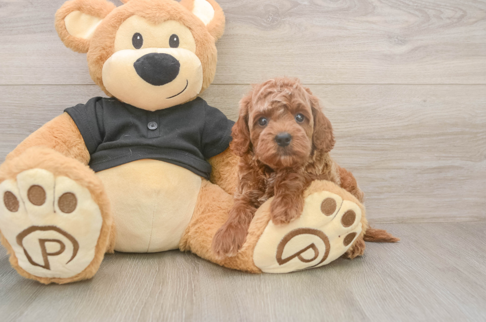 5 week old Cavapoo Puppy For Sale - Seaside Pups