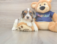 8 week old Cavapoo Puppy For Sale - Seaside Pups